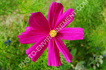 Photo Fleur violette
