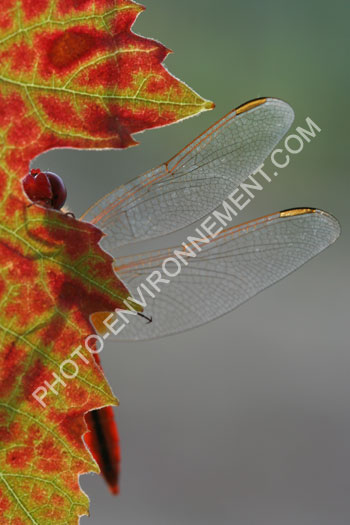 Photo Ailes de libellule écarlate -Crocothemis erythraea