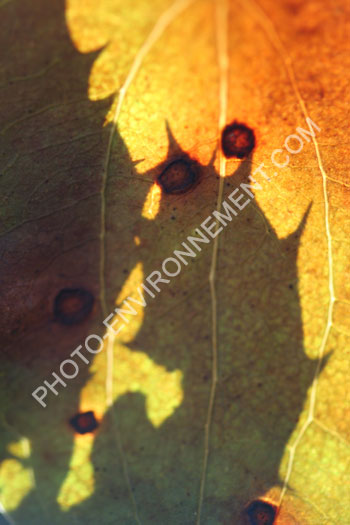 Photo Feuille de salsepareille sur ombre de chne vert