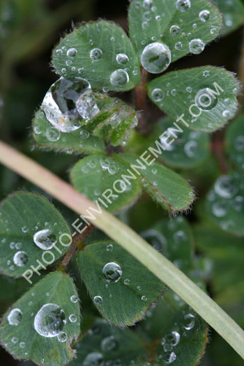 Photo Gouttes d'eau sur feuilles de trfles
