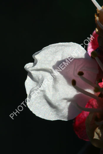 Photo Ptale de fleur d'abricotier