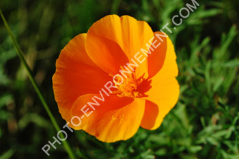 Photo Fleur orange