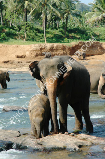 Photo Baignade d'éléphants d'Asie