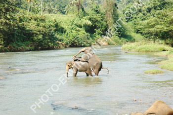 Photo Coït d'éléphants d'Asie
