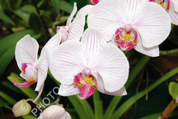 Photo Fleur d'orchides