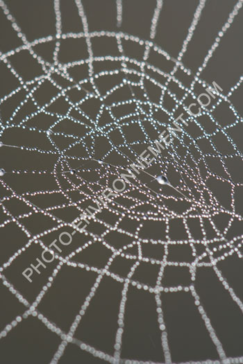 Photo Toile d'araignée du matin après la pluie