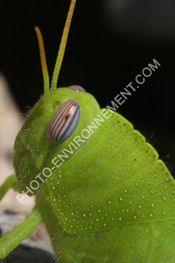 Photo Criquet gyptien (larve)