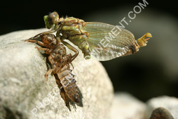 Photo Métamorphose libellule (Gomphidae)
