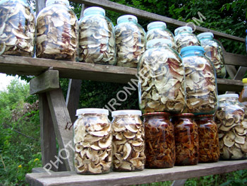 Photo Etalage de champignons