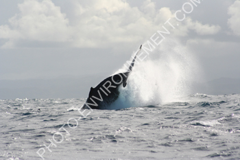 Photo Saut de la baleine à bosse