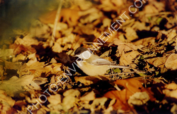 Photo Msange parmi les feuilles mortes