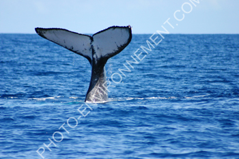 Photo Nagoire caudale de la baleine à bosse