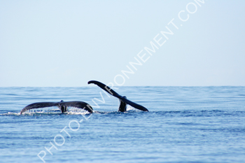 Photo Baleines  bosse