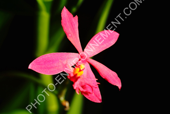 Photo Epidendrum