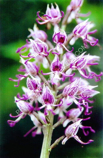 Photo Orchides
