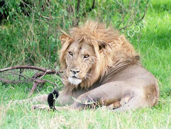 Photo Grand Lion mâle d'Afrique