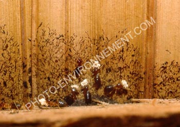 Photo Termites