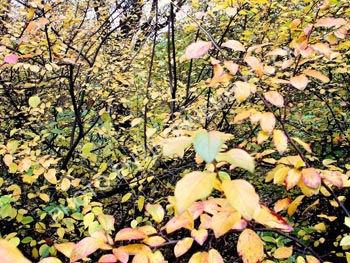 Photo Fort au couleur d'automne