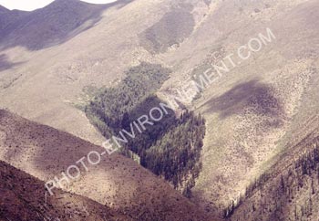 Photo Arbre de montagne rass au Tibet