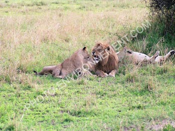 Photo Meute de lions au repos