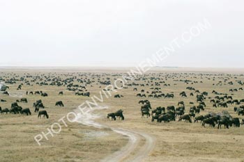 Photo Troupeau de Gnous dans le Cratre du Ngorongoro
