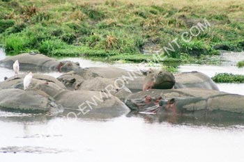 Photo Hippopotames au Srengeti