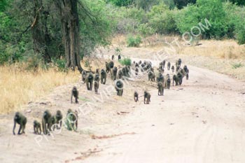 Photo Colonie de babouins au Lac Manyara