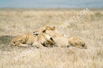 Photo Enchevtrement de lion au Ngorongoro