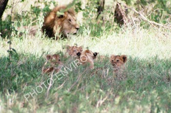 Photo Famille de Lion au Serengeti
