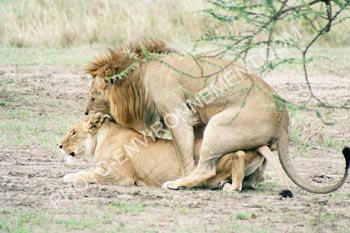 Photo Accouplement de lions