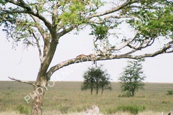 Photo Lopard perch dans son arbre