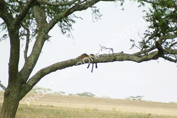 Photo Lopard perch dans son arbre