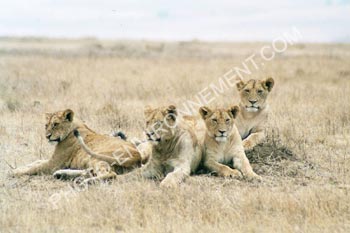 Photo Groupe de jeunes lions