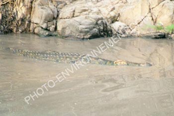 Photo Crocodile du Nil