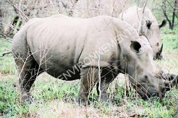 Photo Rhinocros Noir d'Afrique du Sud