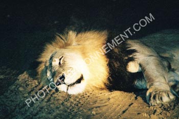 Photo Lion endormi sur une piste