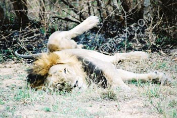 Photo Lion en position de digestion