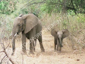 Photo Femelle éléphant et son éléphanteau