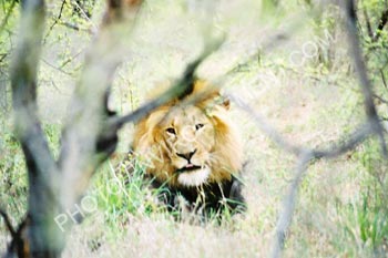 Photo Lion dans la savane