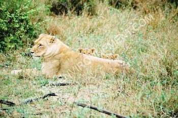 Photo Lionne et ses deux lionceaux