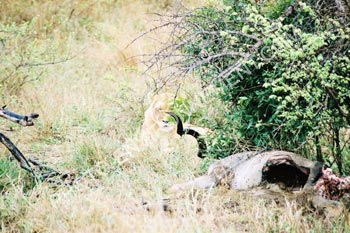 Photo Lionne aux cts d'une carcasse d'antilope