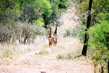 Photo Girafons d'Afrique du Sud