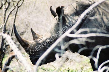 Photo Rhinocros noir d'Afrique du Sud