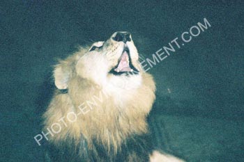 Photo Lion appellant les lionnes dans la nuit
