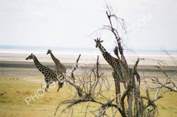 Photo Groupe de Girafe de la réserve du Lac Manyara