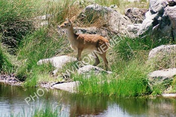 Photo Antilope d'eau