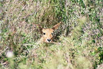 Photo Antilope cache