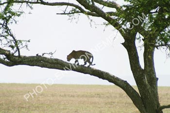 Photo Lopard sur son arbre