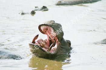 Photo Hippopotame