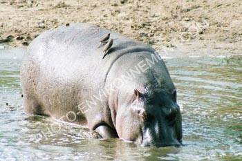 Photo Hippopotame
